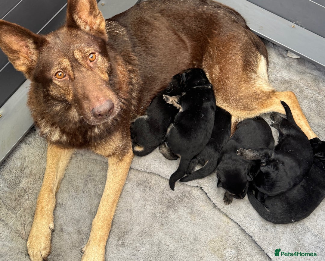German Shepherd dogs for sale: Black & Tan GSD Puppies - Advert 5