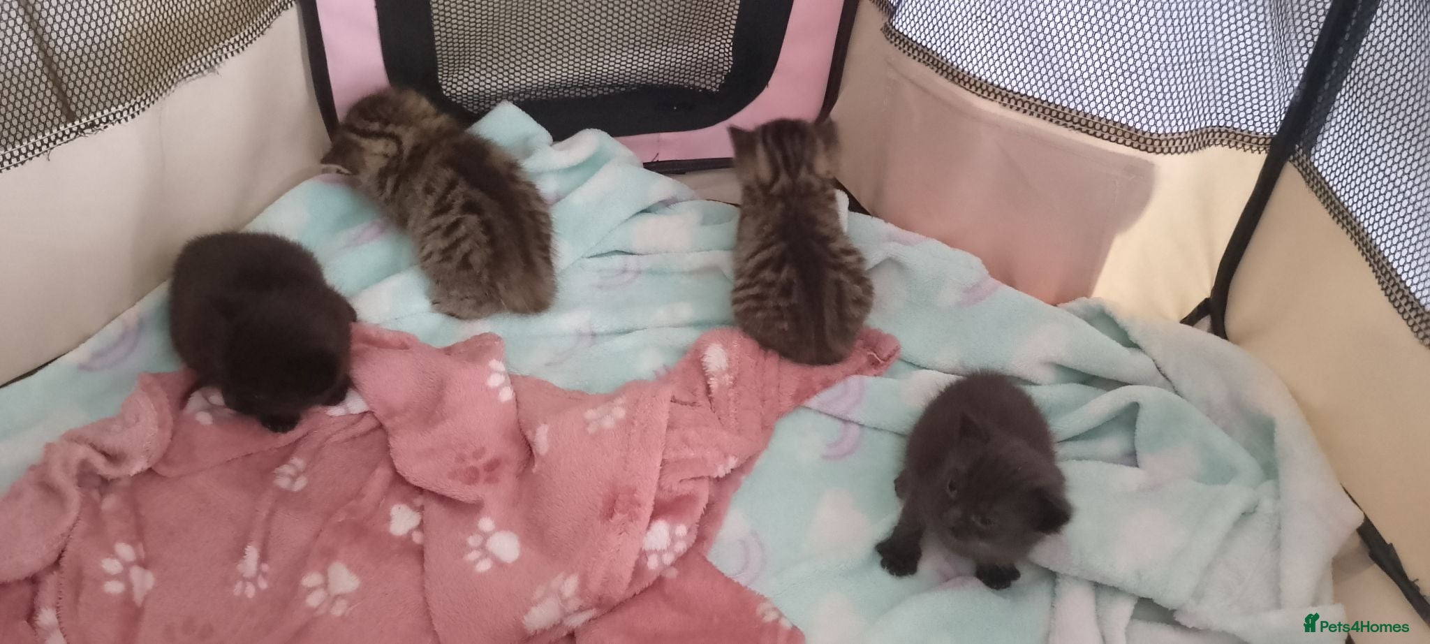Mixed Breed cats 4 gorgeous boys - Advert 1