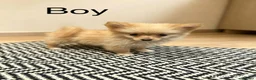 Pomeranian dogs for sale: Pomeranian puppies ready now  - Advert 4