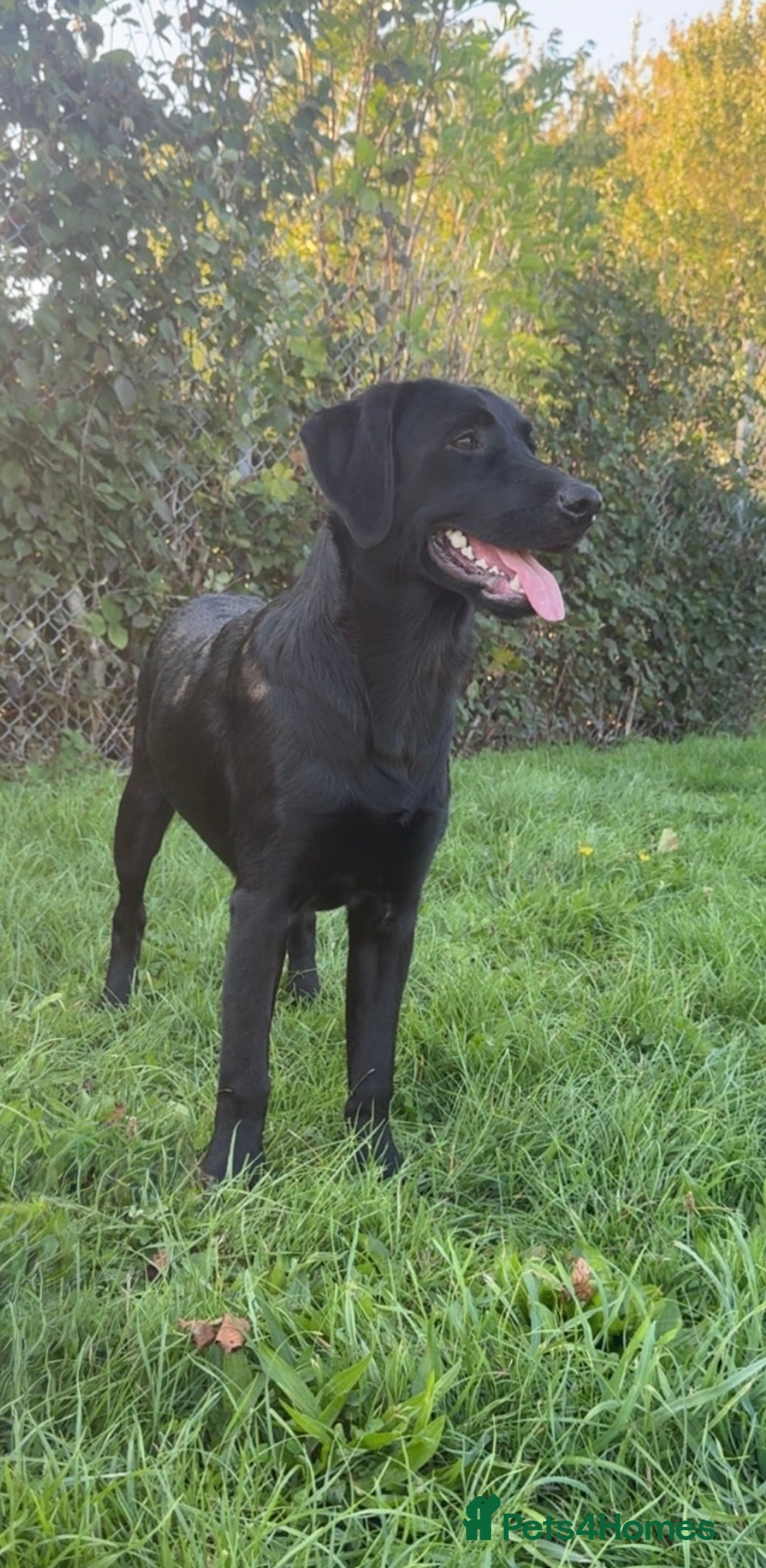 Labrador Retriever dogs Labrador retriever for stud  - Advert 3