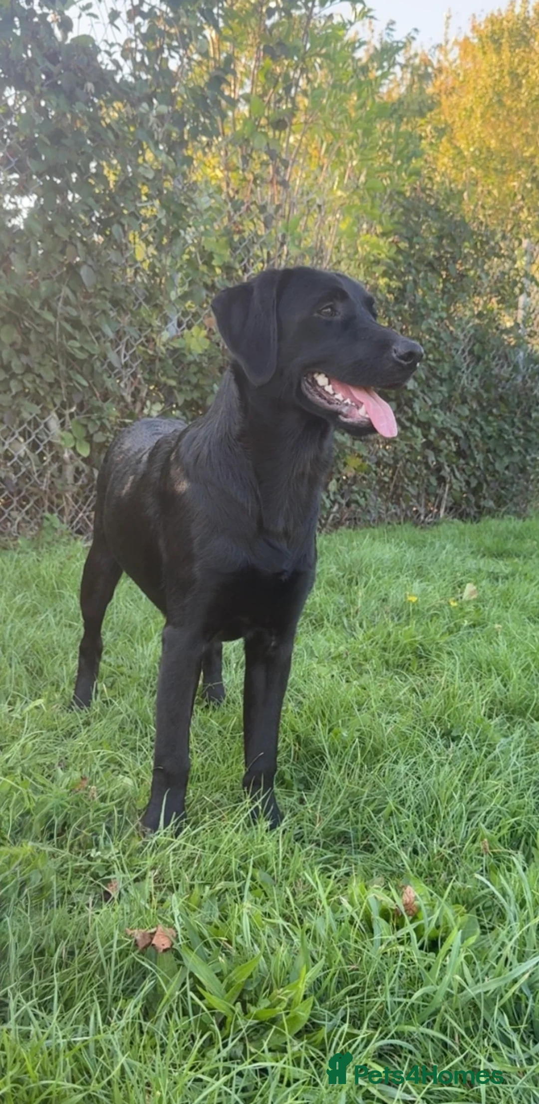 Labrador Retriever dogs for stud: Proven Labrador retriever for stud  - Advert 1