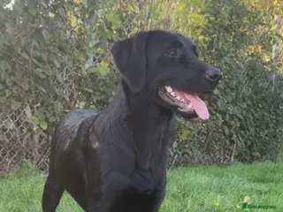 Labrador Retriever dogs Labrador retriever for stud - Advert 7