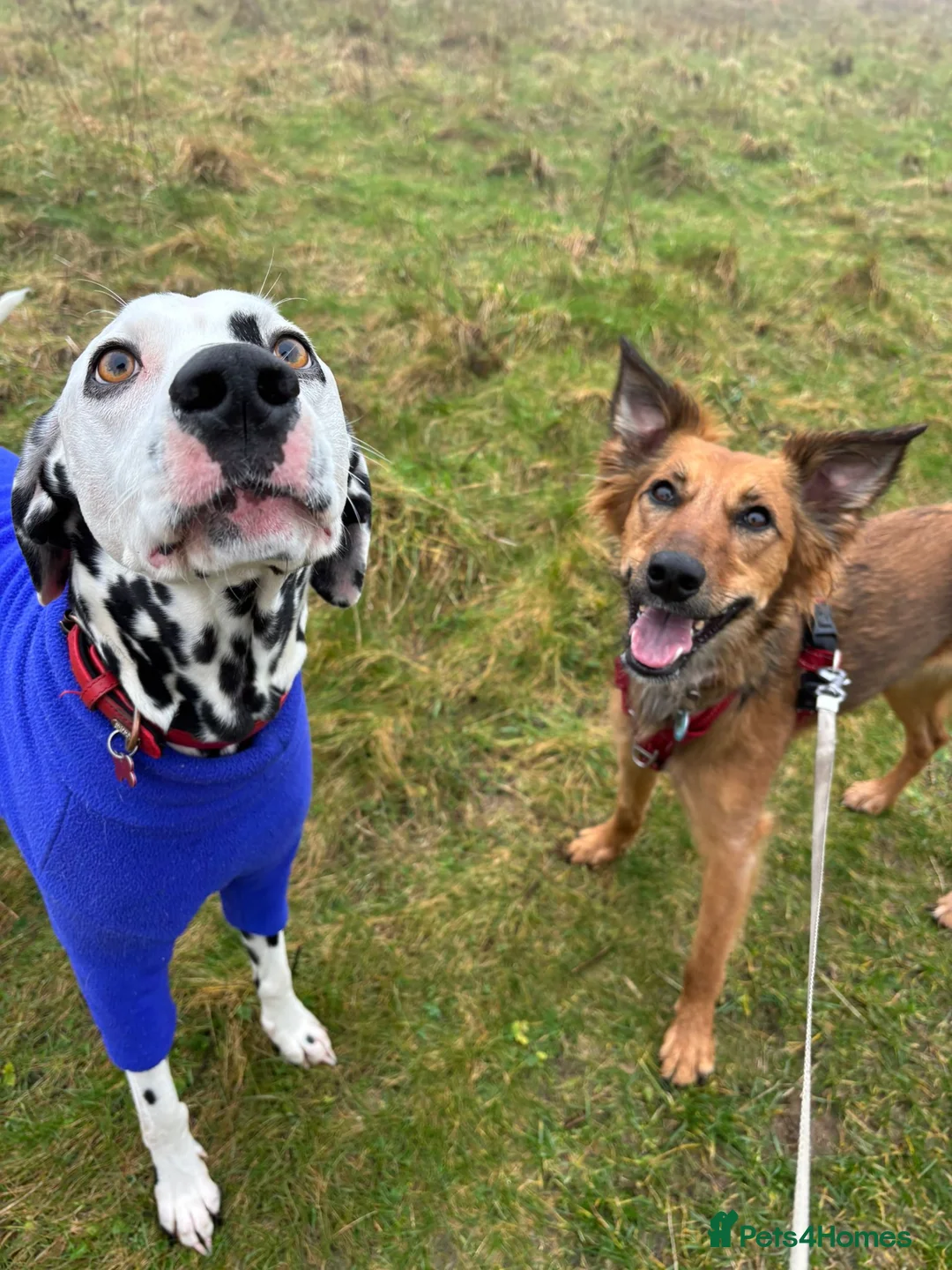 Mixed Breed dogs for sale: Pretty girl Trudi looking for her forever home  in Portsmouth - Advert 10