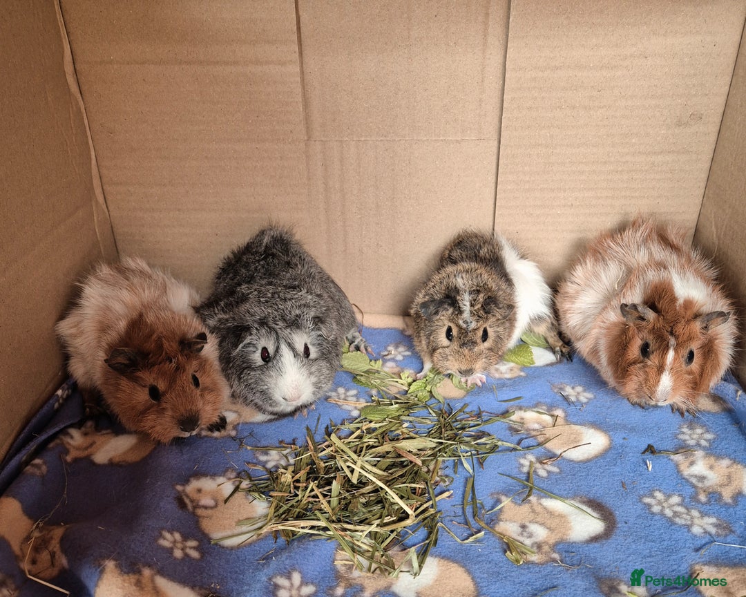Guinea Pig rodents for sale: Beautiful Female Guinea Pigs - Image 3
