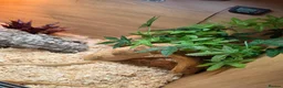 Corn Snake reptiles for sale: 2 cornsnakes full setup  in Ashton-under-Lyne - Advert 7