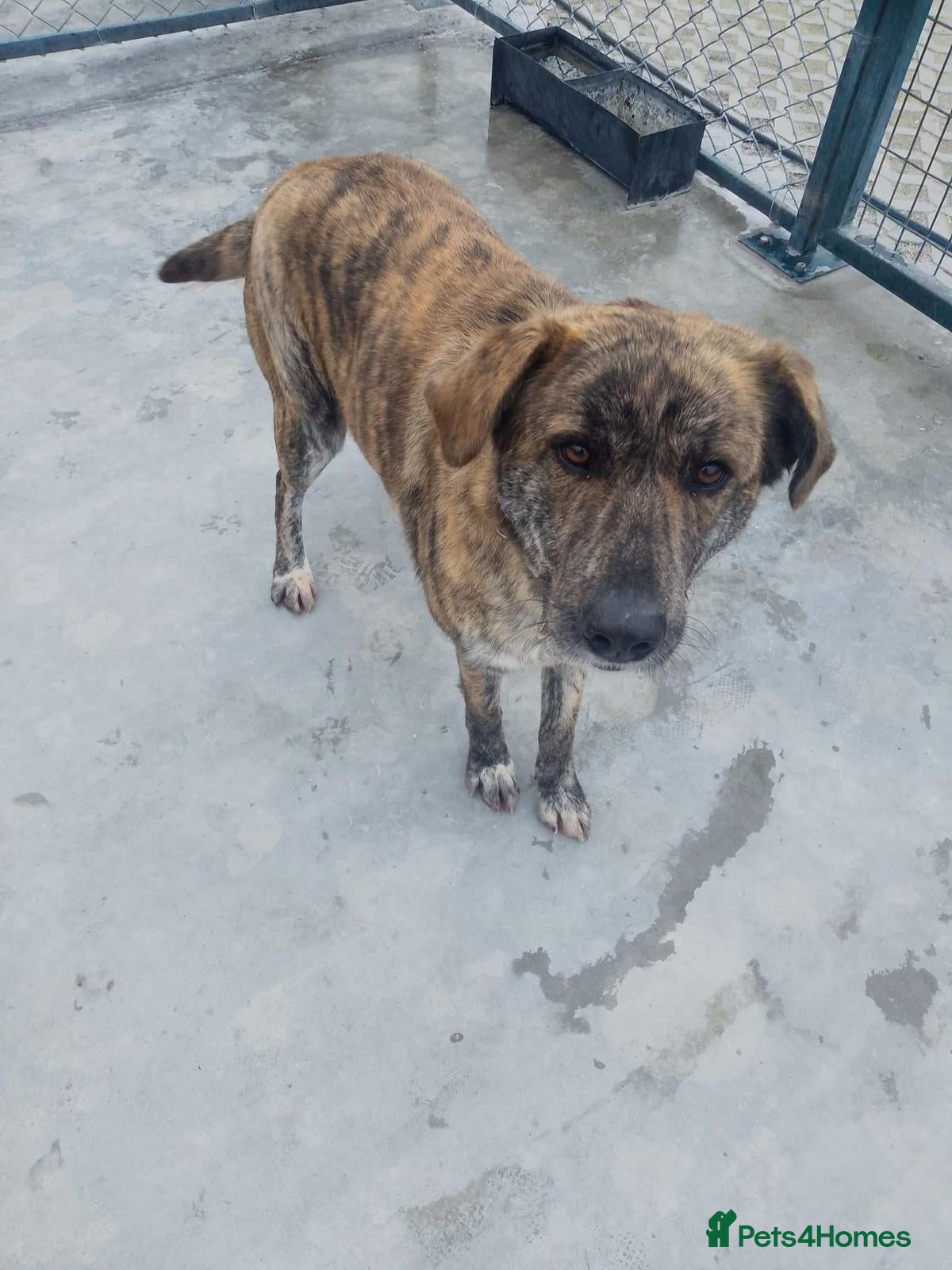 Mixed Breed dogs for adoption: Liv, 3 yrs old approx. Available for adoption. - Advert 3