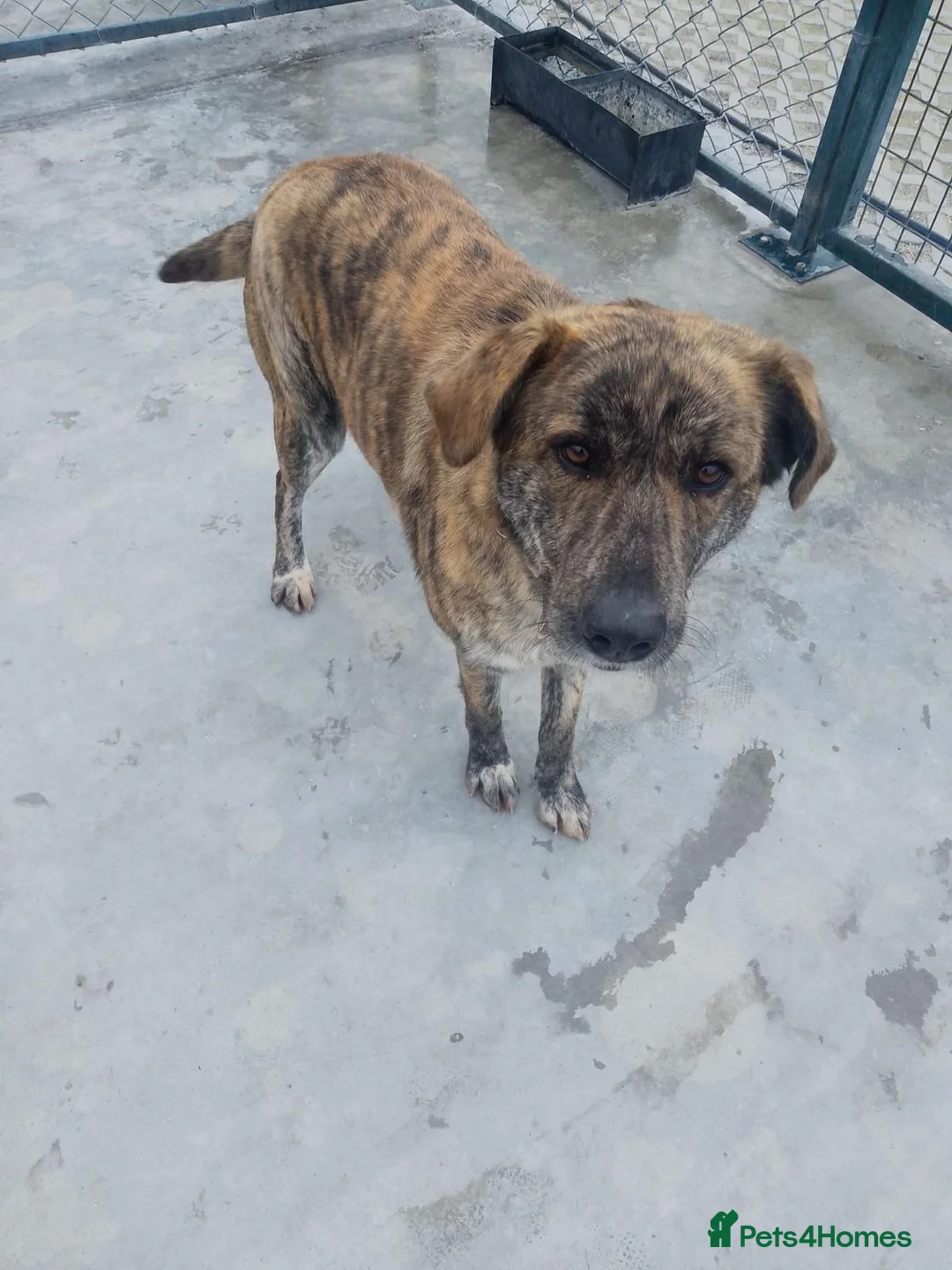 Mixed Breed dogs for adoption: Liv, 3 yrs old approx. Available for adoption. in Brixham - Advert 1