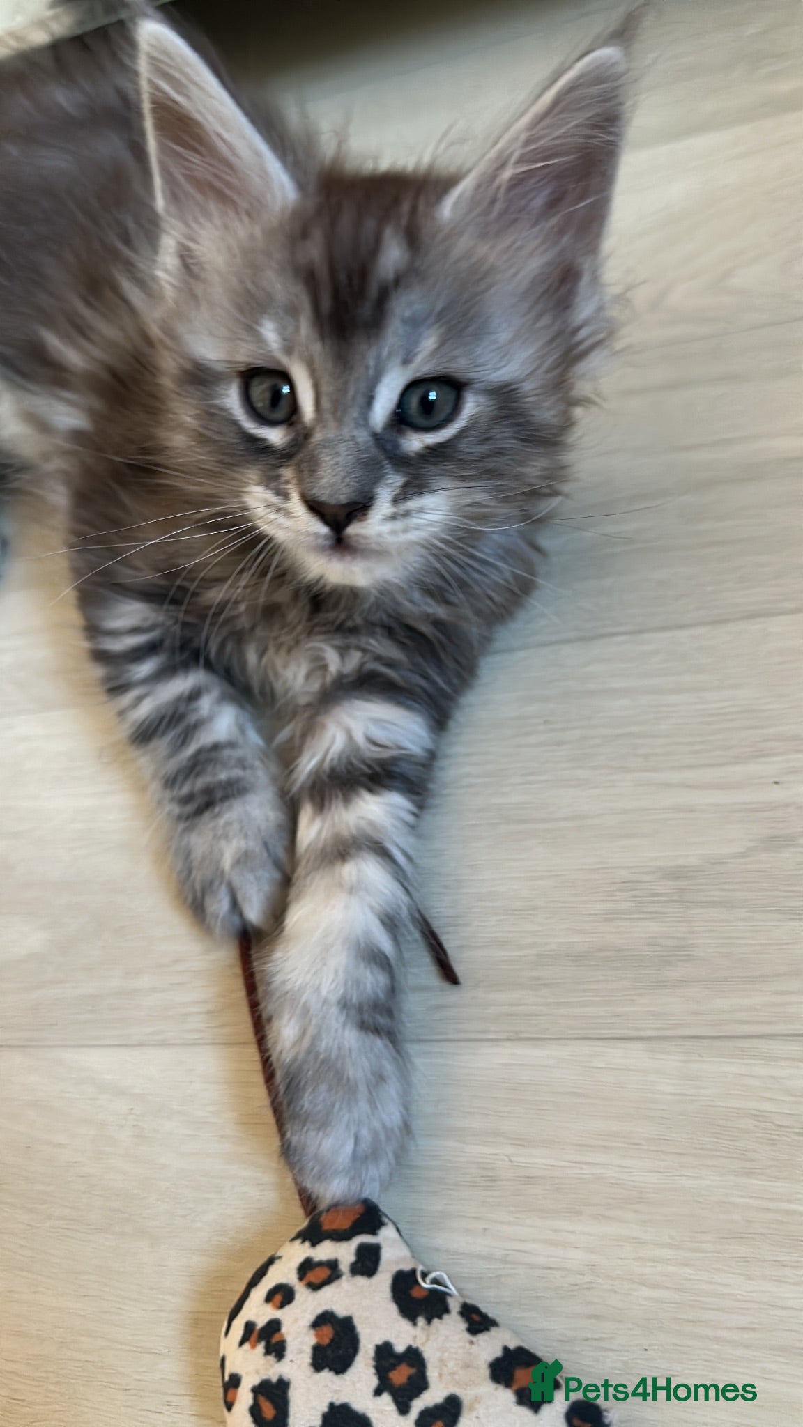 Maine Coon cats 3 Maine Coon kittens left & can do payment plan - Advert 14