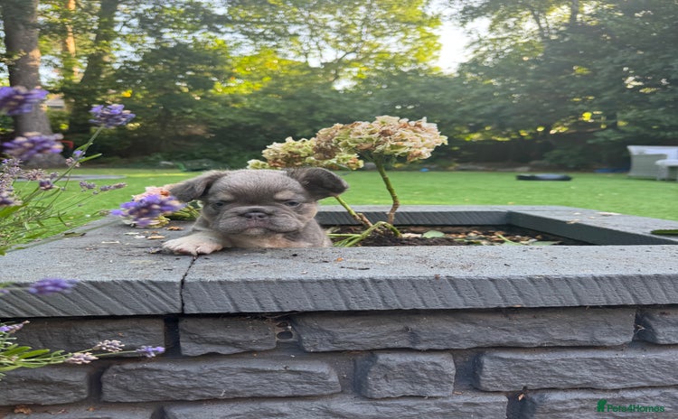 French Bulldog dogs - Advert 3