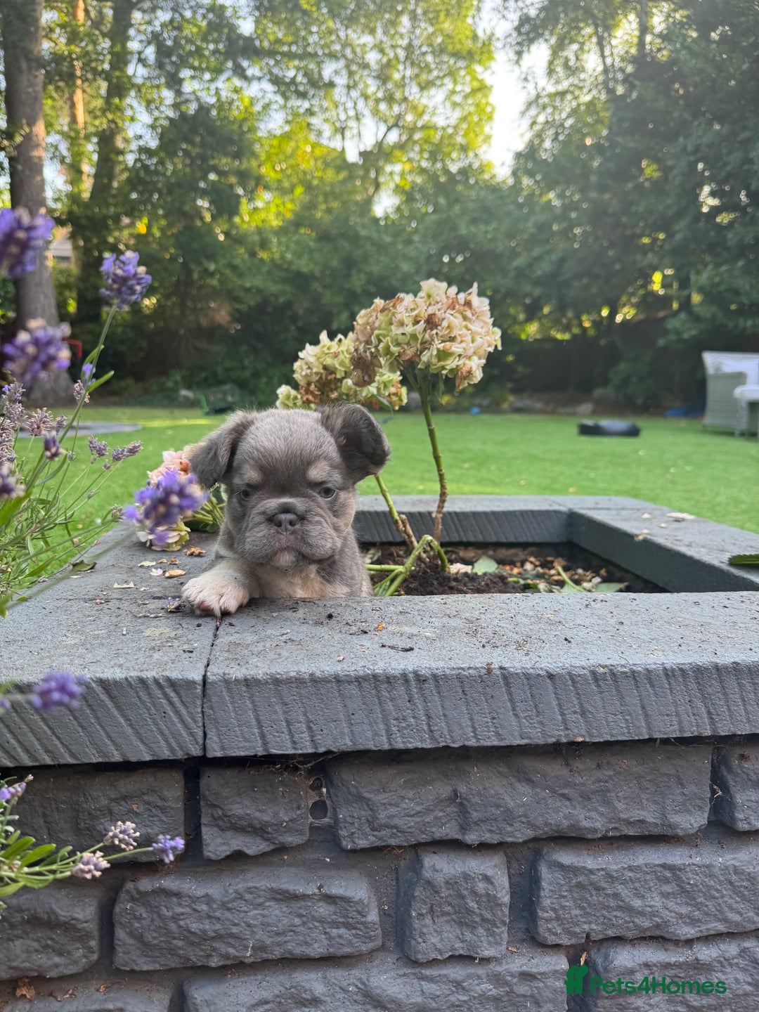 French Bulldog dogs for sale: Cocoa/fawn Fluffy frenchie girl  - Image 1