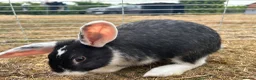 Mixed Breed rabbits for sale: Mixed breed male  - Advert 4