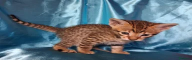 Savannah 4