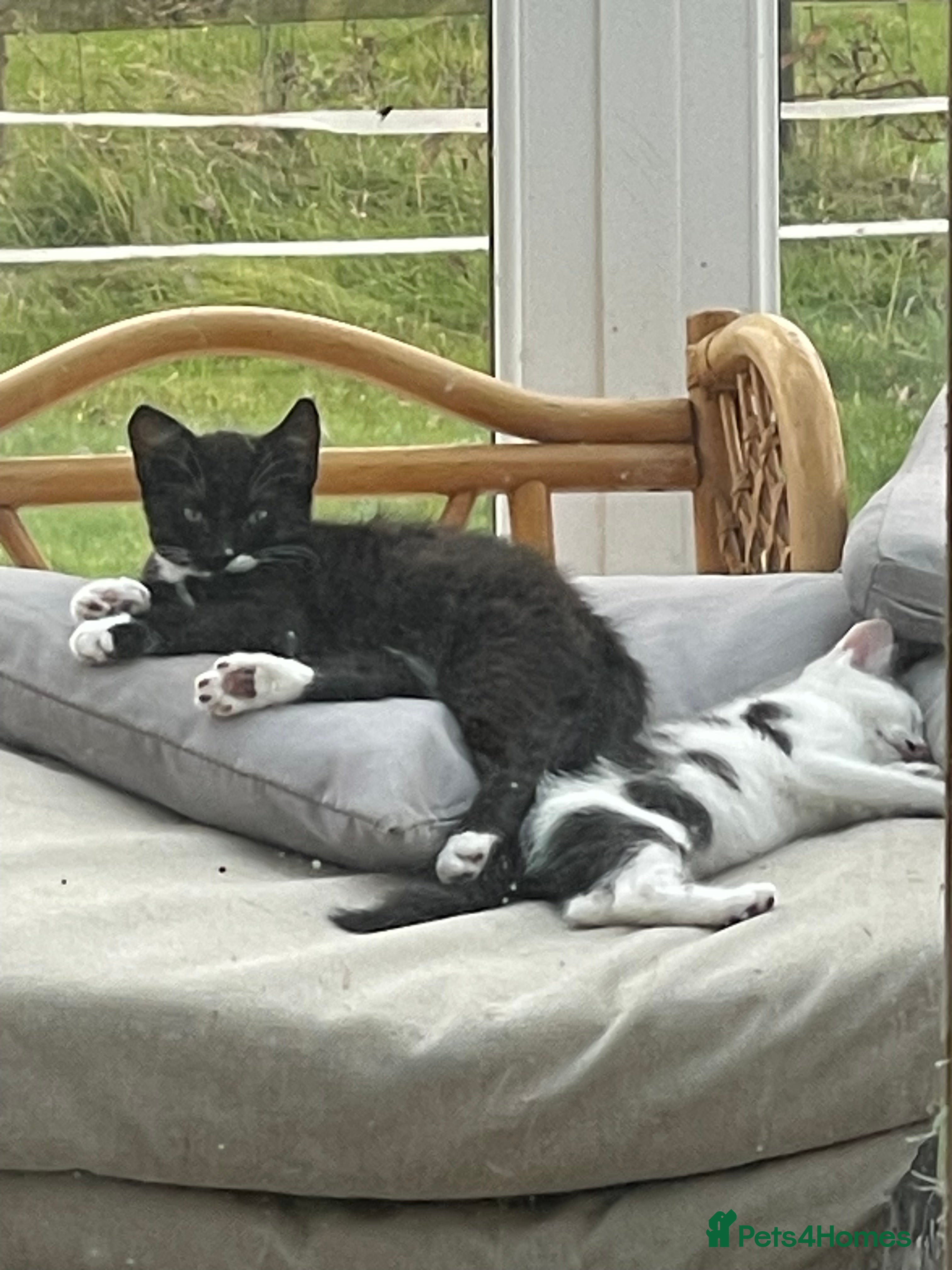 Mixed Breed cats Kitten for sale  - Advert 16