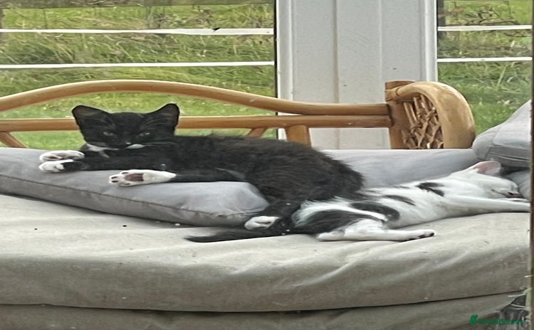 Mixed Breed cats - Advert 1