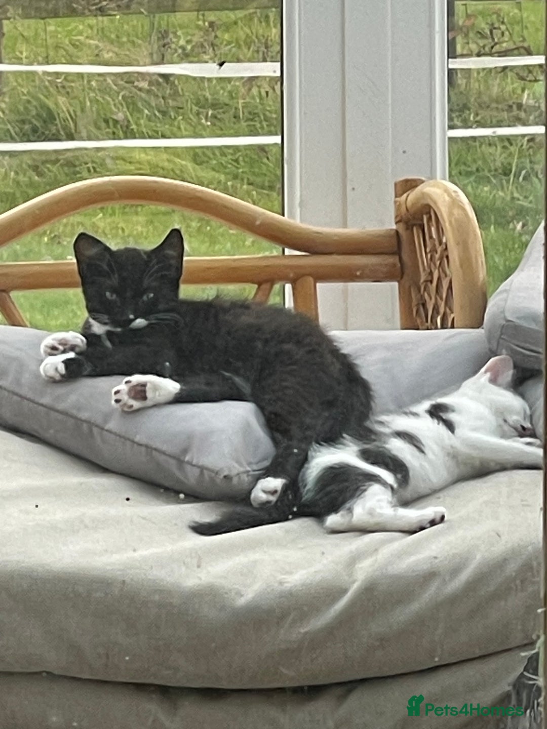 Mixed Breed cats for sale: Kitten for sale  - Advert 1