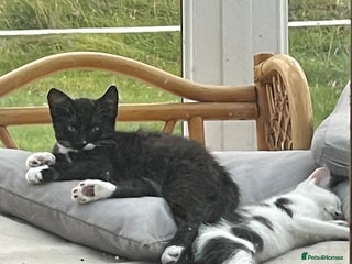 Mixed Breed cats - Advert 12