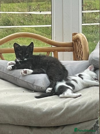 Mixed Breed cats - Advert 10