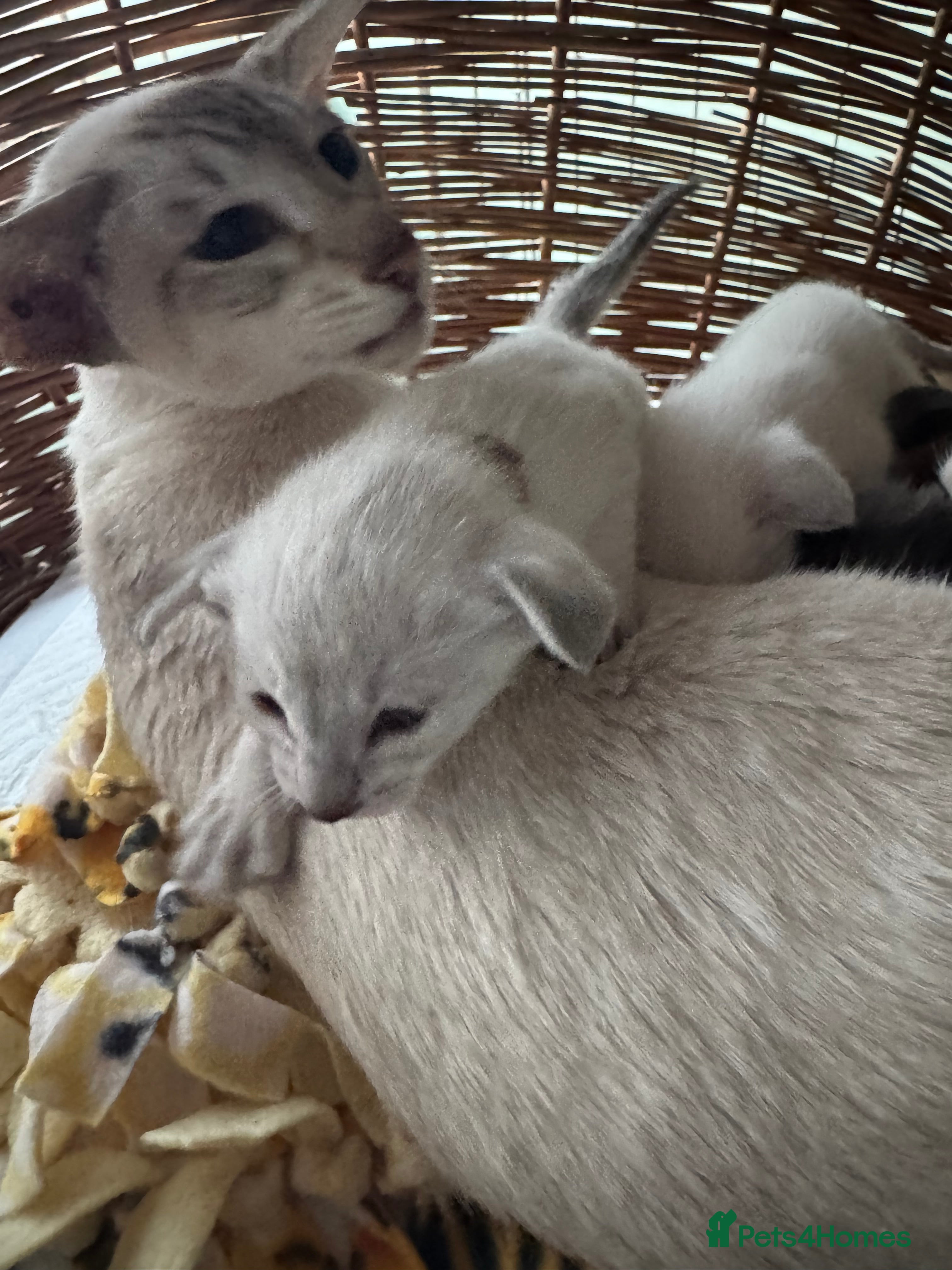 Siamese cats Beautiful Pedigree Siamese kitten GCCF Registered  - Advert 4