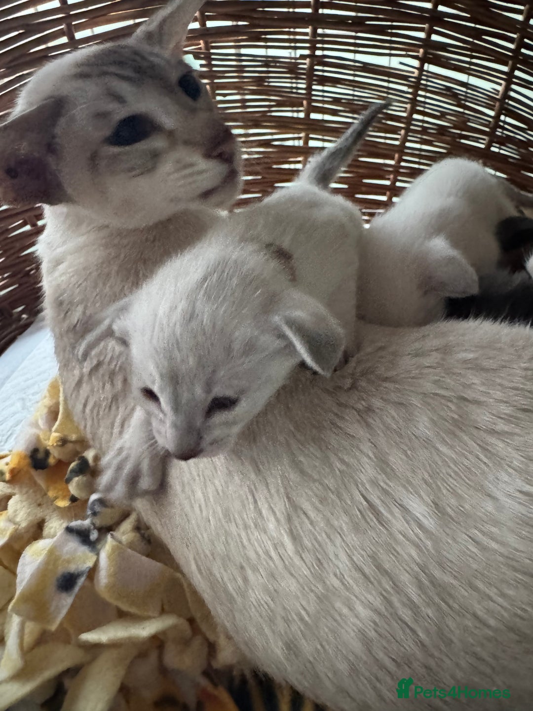 Siamese cats for sale: Beautiful Pedigree Siamese kitten GCCF Registered  - Advert 1