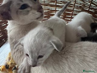 Siamese cats Beautiful Pedigree Siamese kitten GCCF Registered - Advert 8