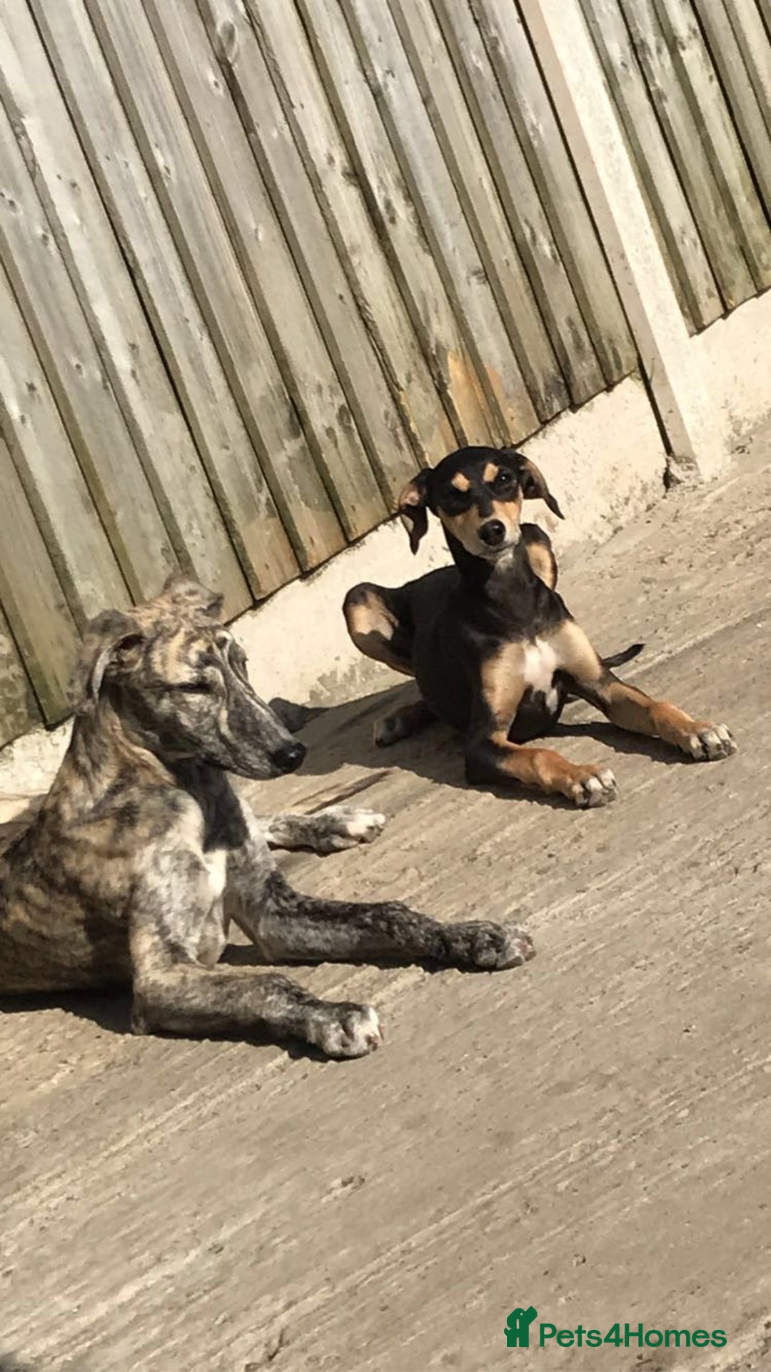 Mixed Breed dogs for sale: Stunning saluki greyhound puppies!  - Image 18