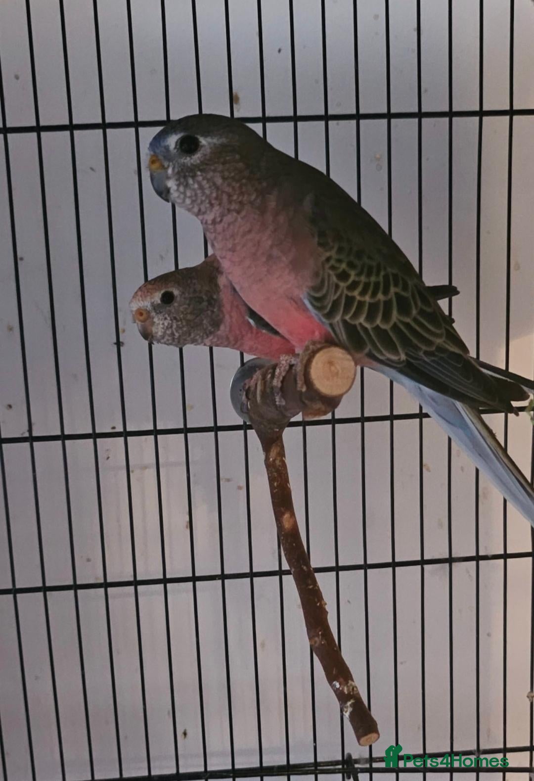 Parakeets birds 2 bourkes for sale with cage - Advert 2