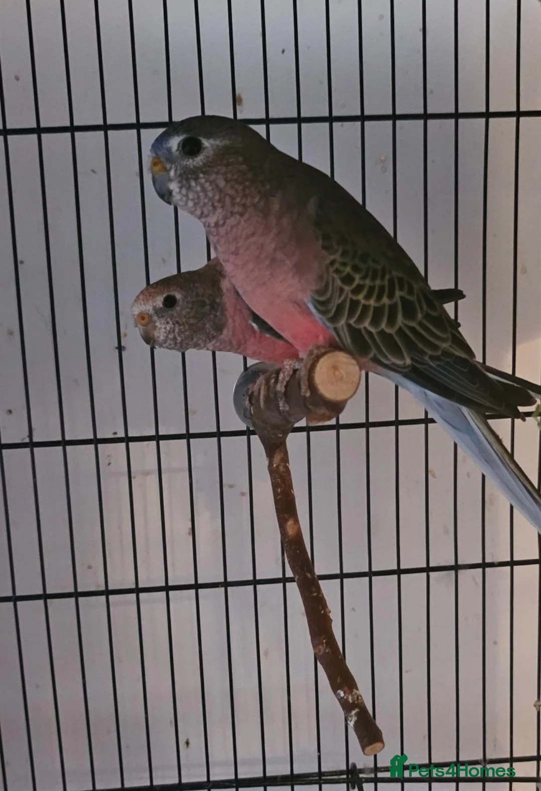 Parakeets birds for sale: 2 bourkes for sale with cage in Slough - Advert 1