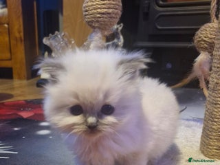 Ragdoll cats Lovely ragdoll baby's - Advert 5