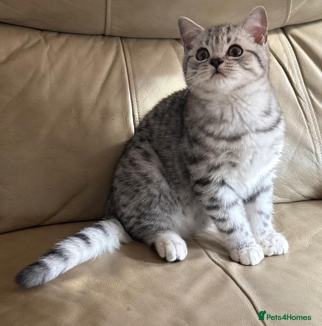 British Shorthair cats for sale: Top quality stunning British shorthair silvers - Advert 18
