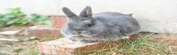 Angora rabbits for sale: ⭐️ Baby Netherland looking for new home ⭐️ - Advert 5