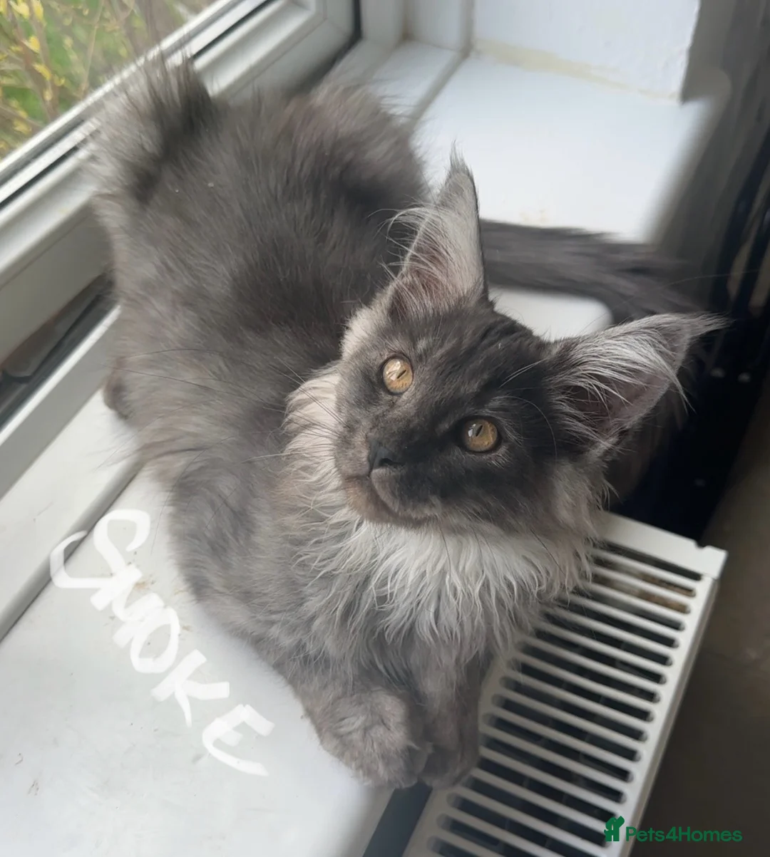 Maine Coon cats for sale: ✨Gorgeous Pedigree Maine Coon kittens for sale!✨ in London - Advert 1