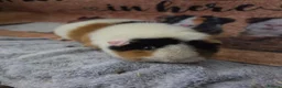 Guinea Pig rodents for sale: Selection of sows pet homes  - Advert 3