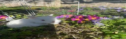 Netherland Dwarf rabbits for sale: Netherland Dwarf - Advert 2