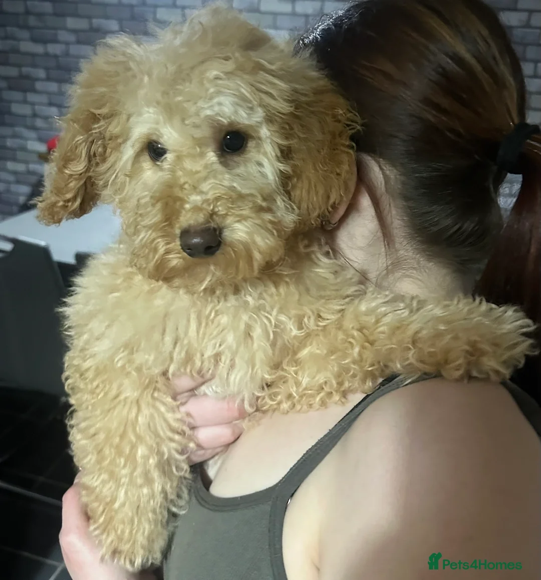 Miniature Poodle dogs for sale: 5 month old miniature poodle  in Consett - Advert 1