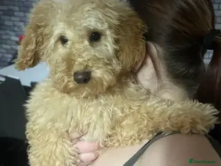 Miniature Poodle dogs 5 month old miniature poodle - Advert 3