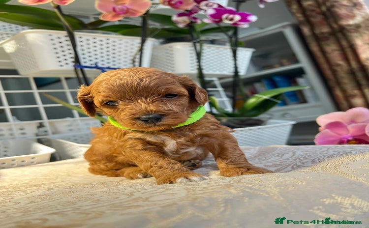Maltipoo dogs - Advert 2