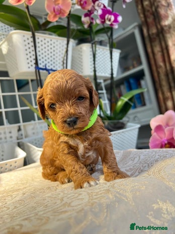 Maltipoo dogs - Advert 6