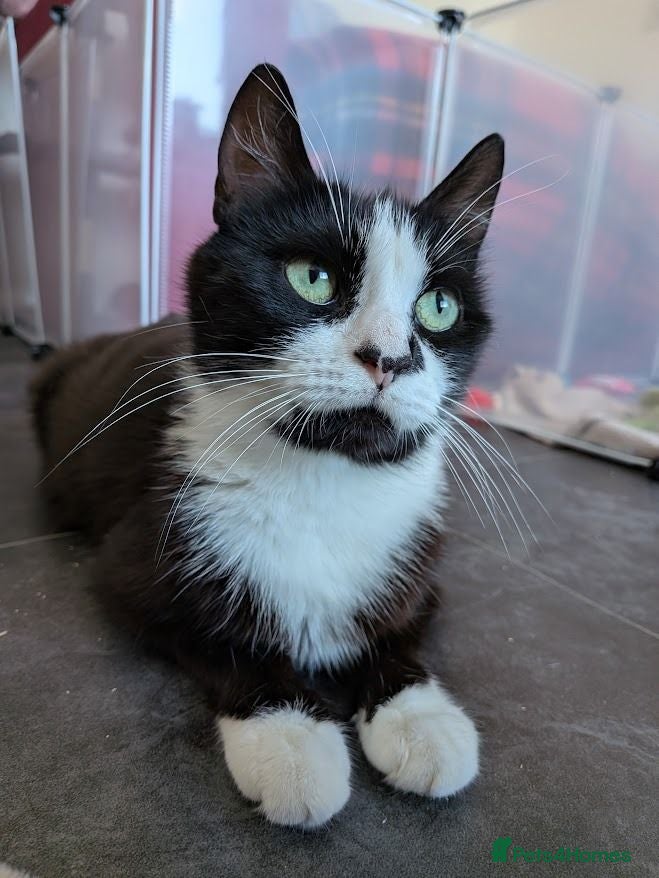 Domestic Shorthair cats Sweetie and Candy looking for love - Advert 1