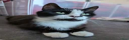 Domestic Shorthair cats for adoption: Sweetie and Candy looking for love - Advert 1