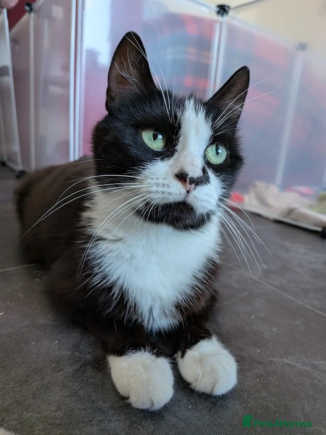 Domestic Shorthair cats for adoption: Sweetie and Candy looking for love - Advert 1