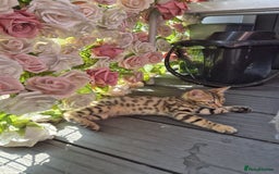 Bengal cats for sale:  🐾Four Beautiful Bengal Kittens🐾 - Image 11