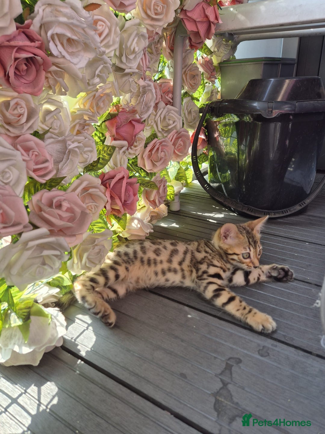Bengal cats for sale:  🐾Four Beautiful Bengal Kittens🐾 - Image 11