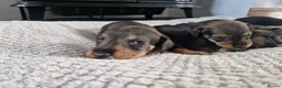 Dachshund dogs for sale: Wirehaired daschunds pups (teckle) - Advert 21