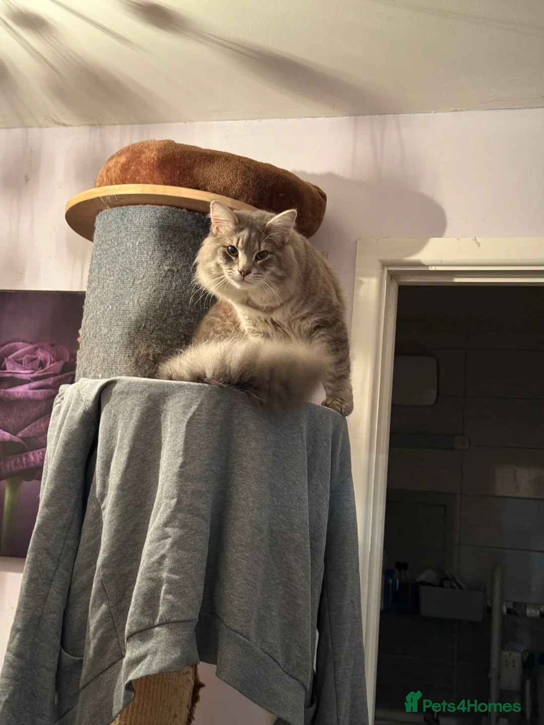 Norwegian Forest Cat cats for stud: 1 year old male for stud  - Advert 2