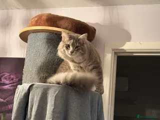 Norwegian Forest Cat cats 1 year old male for stud - Advert 9