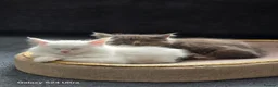 Maine Coon cats for sale: Kittens - Advert 6