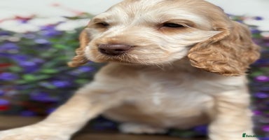 Cocker Spaniel dogs - Advert 10