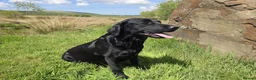 Labrador Retriever dogs for sale: One Fab well bred wee boy available (Vigilance) - Advert 3