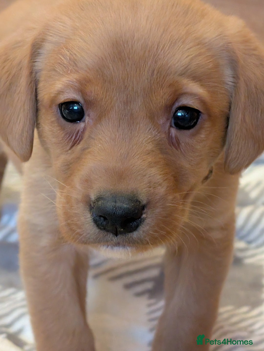 Labrador Retriever dogs for sale: Stunning litter of Labrador retriever pups  - Advert 27