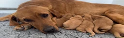 Labrador Retriever dogs for sale: Fox Red Labradors Available - Advert 4